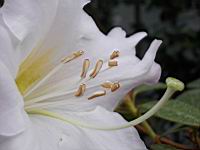 Rhododendron Dendricola (fam. Ericacees) (Myanmar, Inde, Chine) (Photo F. Mrugala, Lyon, Parc de la tete d'or) (2)